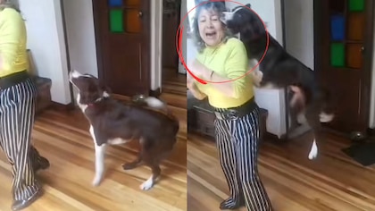Perro uribista: mascota se hace viral tras querer atacar a su familia cuando ovaciona a Petro