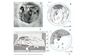 Los restos de la mula