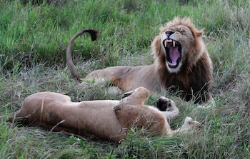 En el nuevo estudio, se