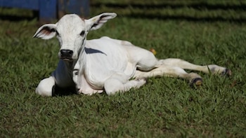 El sorprendente precio de la