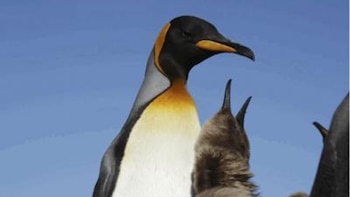 El pingüino rey es una