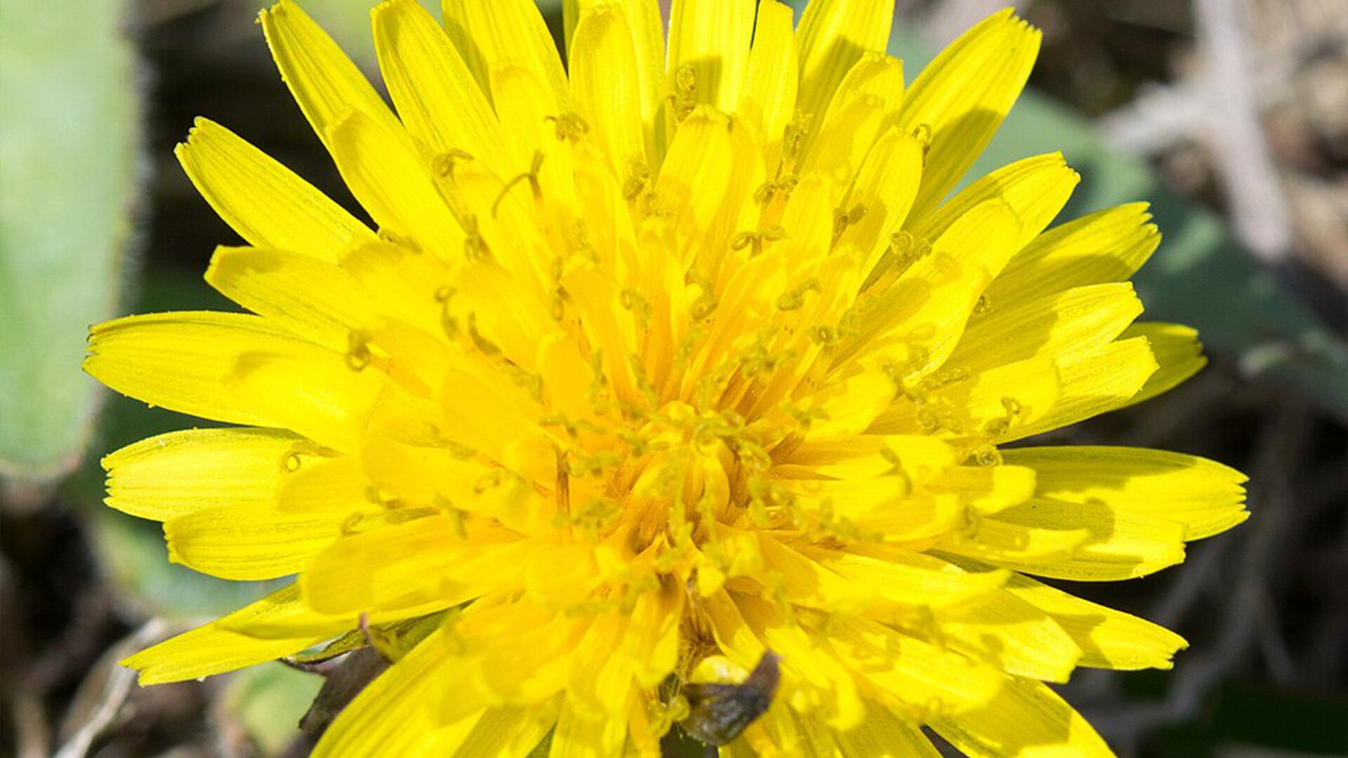 El diente de león es una planta conocida por tener propiedades curativas. Foto: Wikimedia, Matthew Bellemare