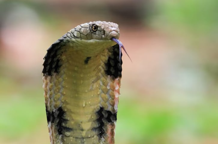 La ciencia busca revolucionar el tratamiento de las mordeduras de serpiente para reducir muertes y secuelas en comunidades vulnerables (Freepik)