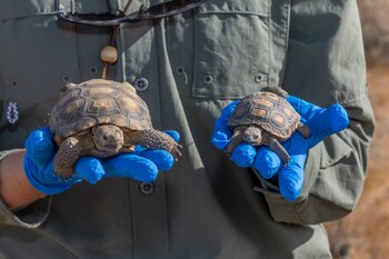Las tortugas recientemente salieron de