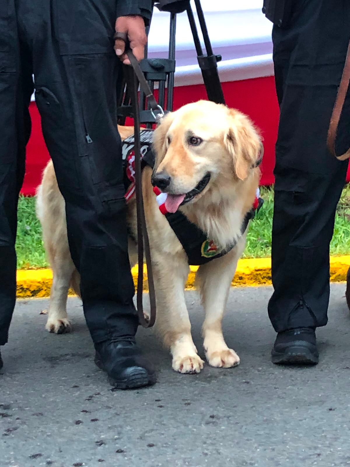 Un perro golden retriever con arnés de colores rojo y blanco y un distintivo institucional participa en el Desfile y Parada Militar por Fiestas Patrias en la Avenida Brasil, Perú.