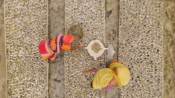 Las viudas de tigre reciben