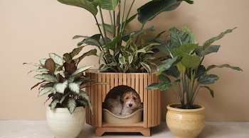 Perro blanco y marrón de pelaje rizado dentro de una casita de madera integrada en un macetero grande con planta, junto a otras dos plantas en macetas, fondo beige.