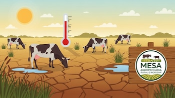Sequía y calor extremo: Ganaderos pierden 50 reses en El Salvador en dos meses