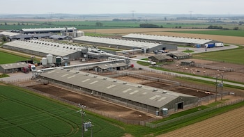 Controversia por granjas industriales en Reino Unido: por qué su expansión preocupa a expertos y vecinos