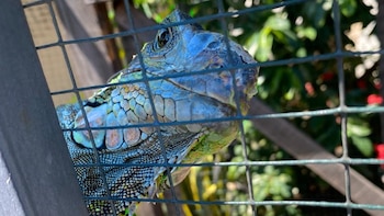 INTERPOL recupera más de 1.000 animales durante una ofensiva ambiental en Centroamérica