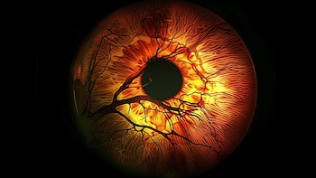 Una revisión periódica con el