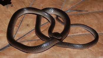 una serpiente recién descubierta recibe el nombre de Slash