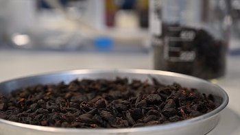 Investigadores obtienen polvo soluble de