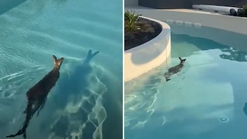 Un canguro ingresó a un