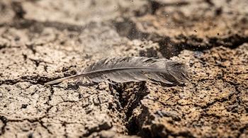 Una pluma yace cruzada sobre una grieta profunda en la tierra agrietada con pequeñas partículas suspendidas en el aire.