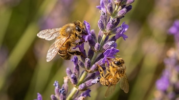 Reemplazar a la abeja reina puede significar el fin de una colonia, según una revisión científica