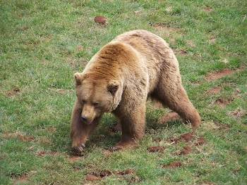 Oso pardo cantábrico. (neusitas/Wikimedia Commons)