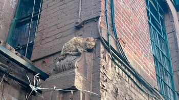 Rescatistas de LWNYC encontraron a