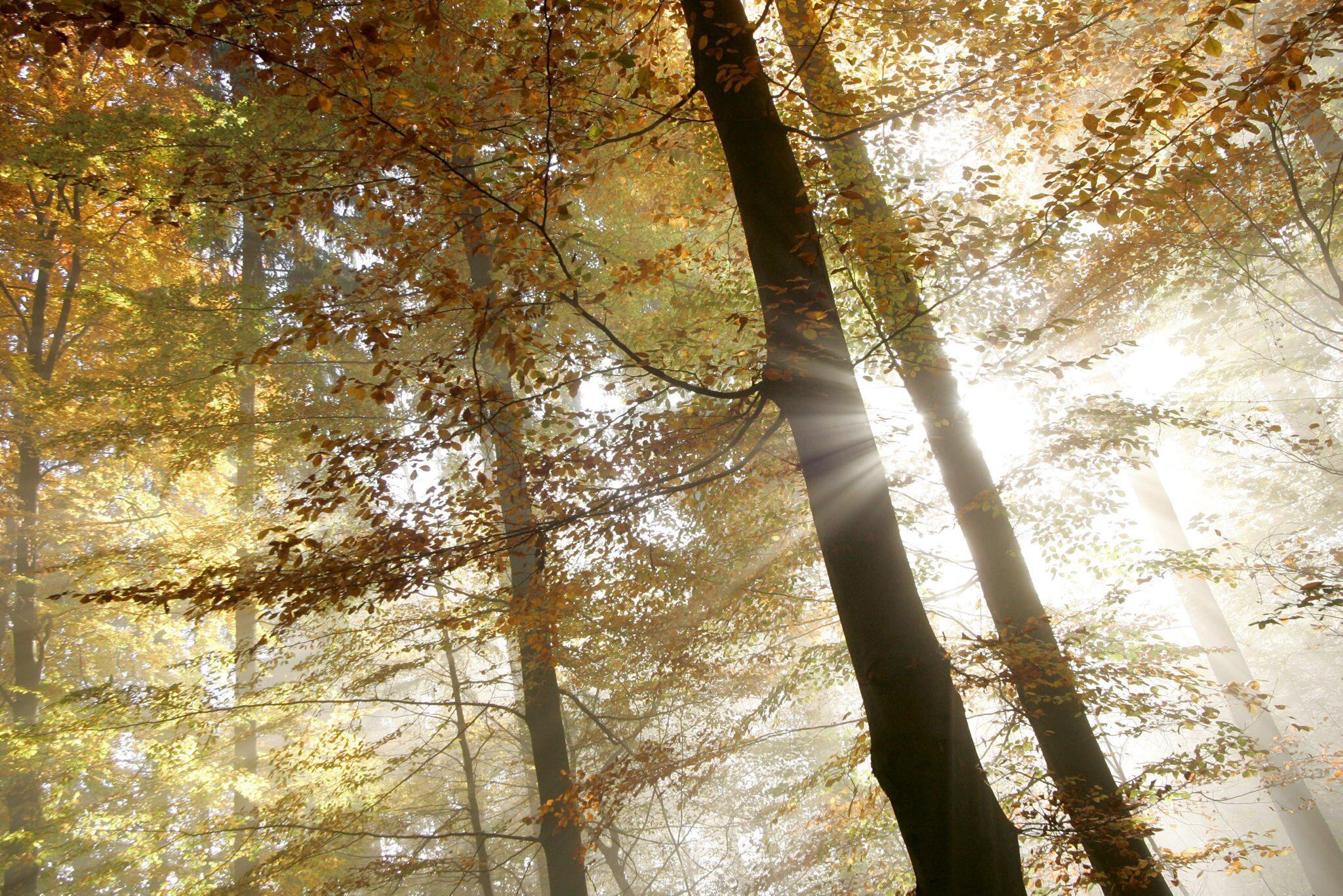 En la imagen de archivo, los rayos de sol entre las ramas de los árboles en el bosque de Uetliberg, cercano a Zurich (Suiza). EFE/Alessandro Della Bella