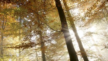 Los bosques perduran como sumideros