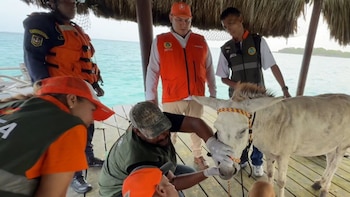 Tras denuncia ciudadana, la alcaldía de Cartagena rescató a burro que era usado para tiro al blanco en Isla Grande