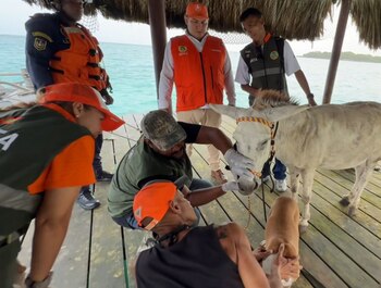 Apolo, el burro de 14 años rescatado en Isla Grande, presentaba lesiones, cascos desgastados y signos de abandono tras ser utilizado como “tiro al blanco” - crédito Alcaldía de Cartagena