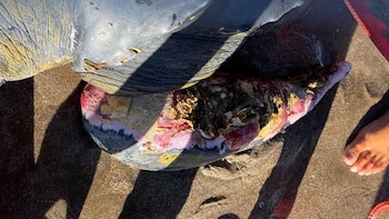 Rescataron a una tortuga marina que quedó varada en las playas de Villa Gesell