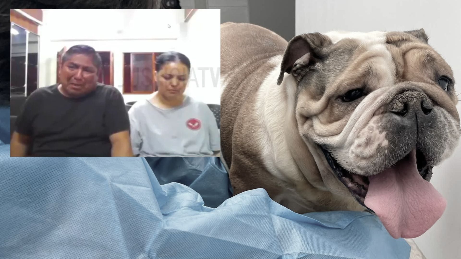 “Pido disculpas”: investigado por maltrato contra 48 perros pide perdón y suplica al juez que no sea “muy estricto”