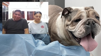 “Pido disculpas”: investigado por maltrato contra 48 perros pide perdón y suplica al juez que no sea “muy estricto”