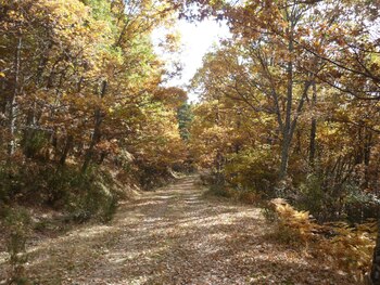 Dehesa Bonita, en Madrid (sierranortemadrid.org).