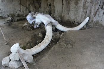 Encontraron diferencias entre los mamuts