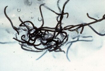 Los biólogos consideraron a los