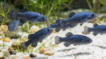 Un grupo de peces Cyprinodon diabolis de cuerpo oscuro con motas azules y aletas grises nada en un acuario con grava blanca, piedras y plantas verdes.