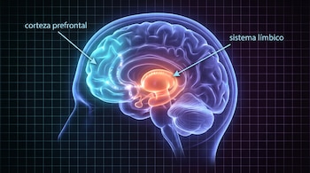 Ilustración del cerebro humano con una vista lateral transparente. La corteza prefrontal se muestra en azul claro y el sistema límbico en naranja, ambos etiquetados.