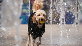 La ley prohíbe y sanciona el maltrato animal en la Ciudad de México.
Crédito: Cuartoscuro
