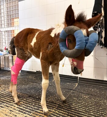 Gracias a las oportunas atenciones