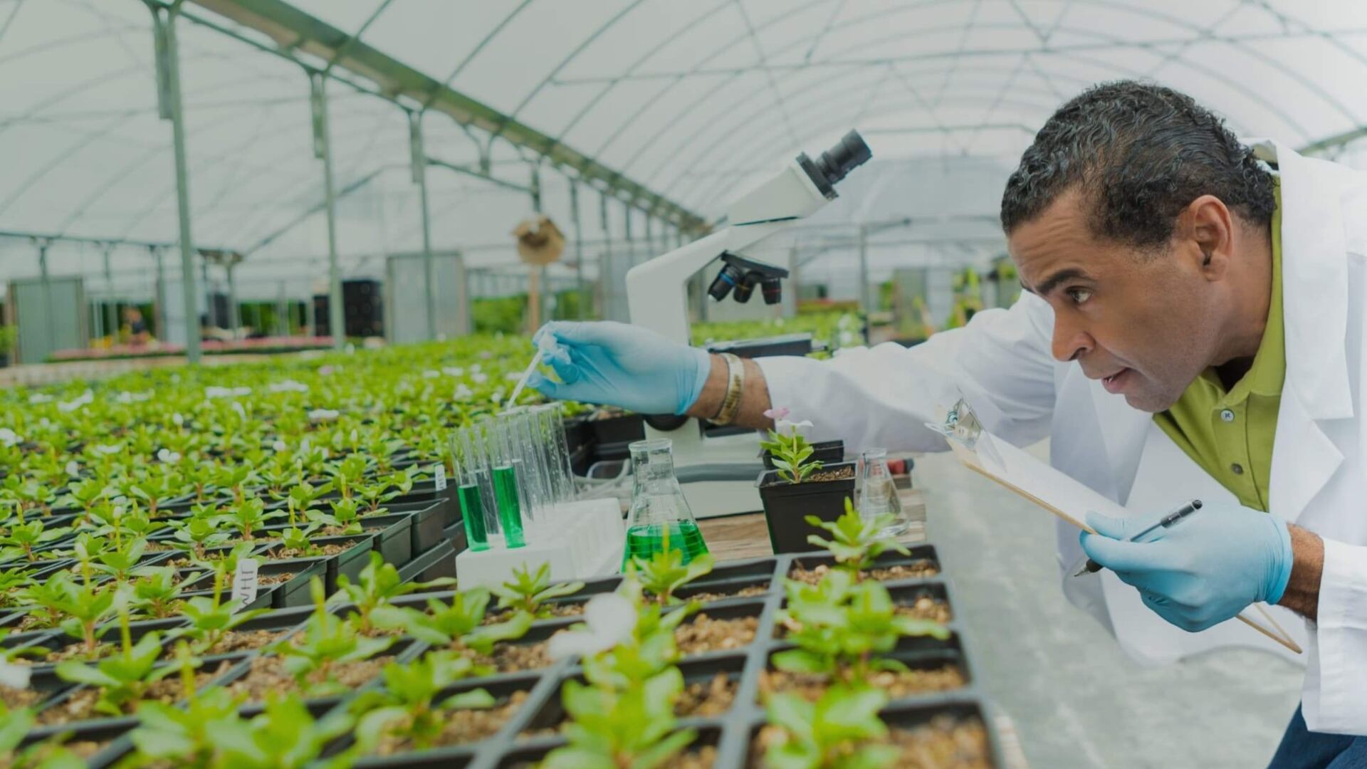 El uso de esta tecnología permite realizar modificaciones exactas en el ADN de las plantas. Foto: Chilebio