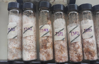 La UNED desarrolla un proyecto que aprovecha residuos orgánicos para producir setas comestibles, bioinsumos agrícolas y biomateriales biodegradables en Costa Rica. Cortesía: UNED