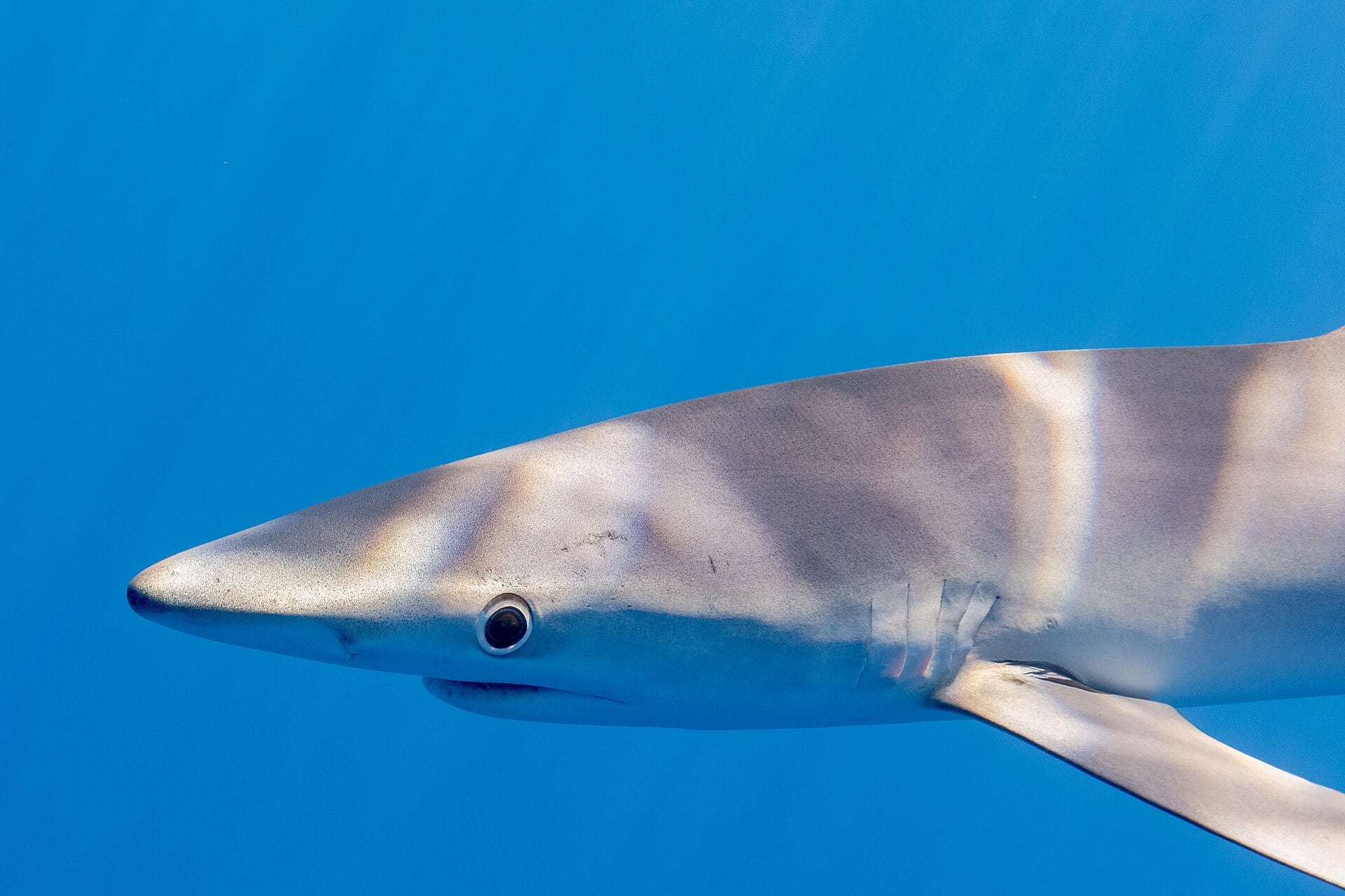 Ejemplar de tintorera o tiburón azul. (Diego Delso, delso.photo, Licencia CC BY-SA/Wikimedia Commons)