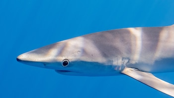 Estas son las tres zonas más importantes del Mediterráneo español para la conservación de los tiburones: son clave para la tintorera o el marrajo