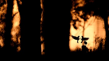 La Feria de Turismo Ornitológico