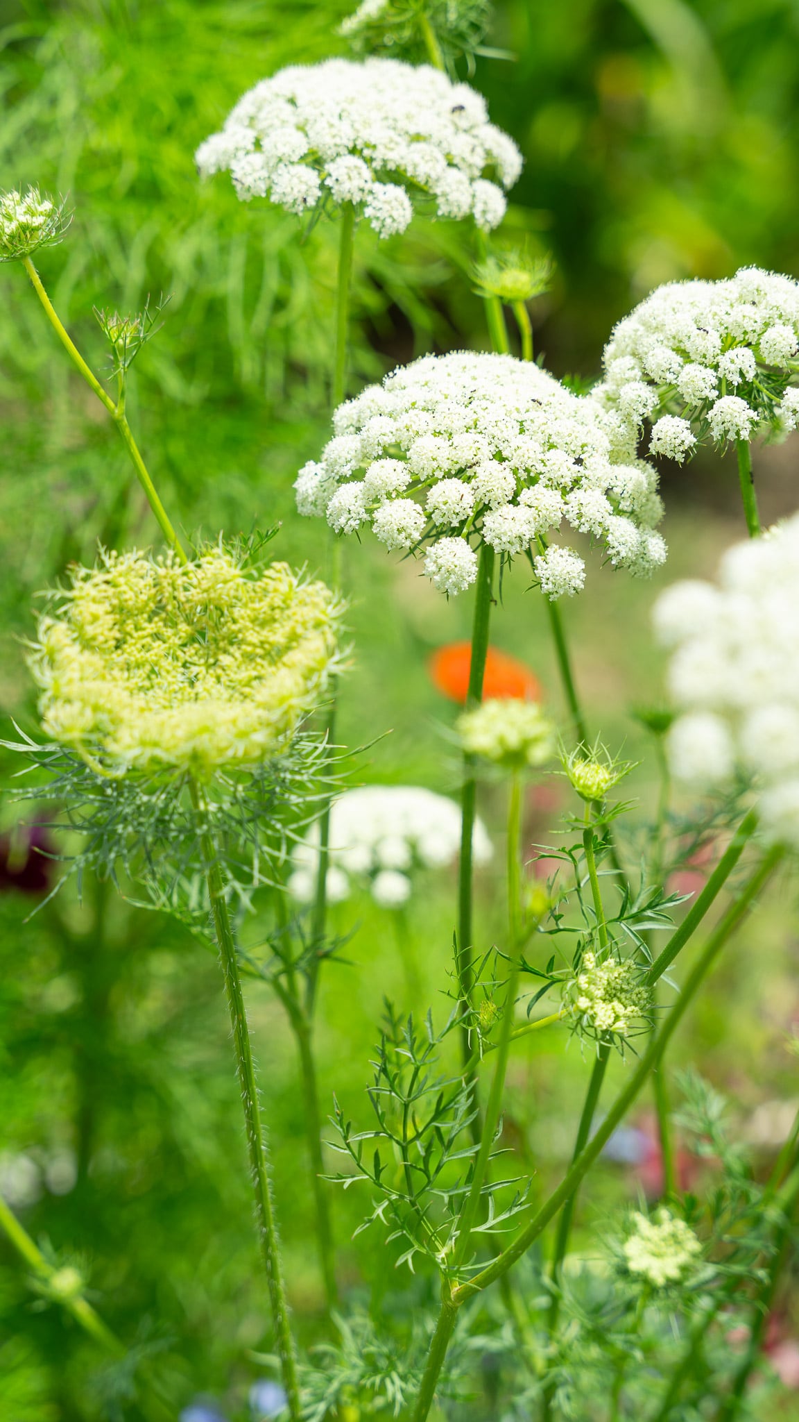 La flor de la zanahoria atrae abejas, favoreciendo la polinización en huertas y jardines
