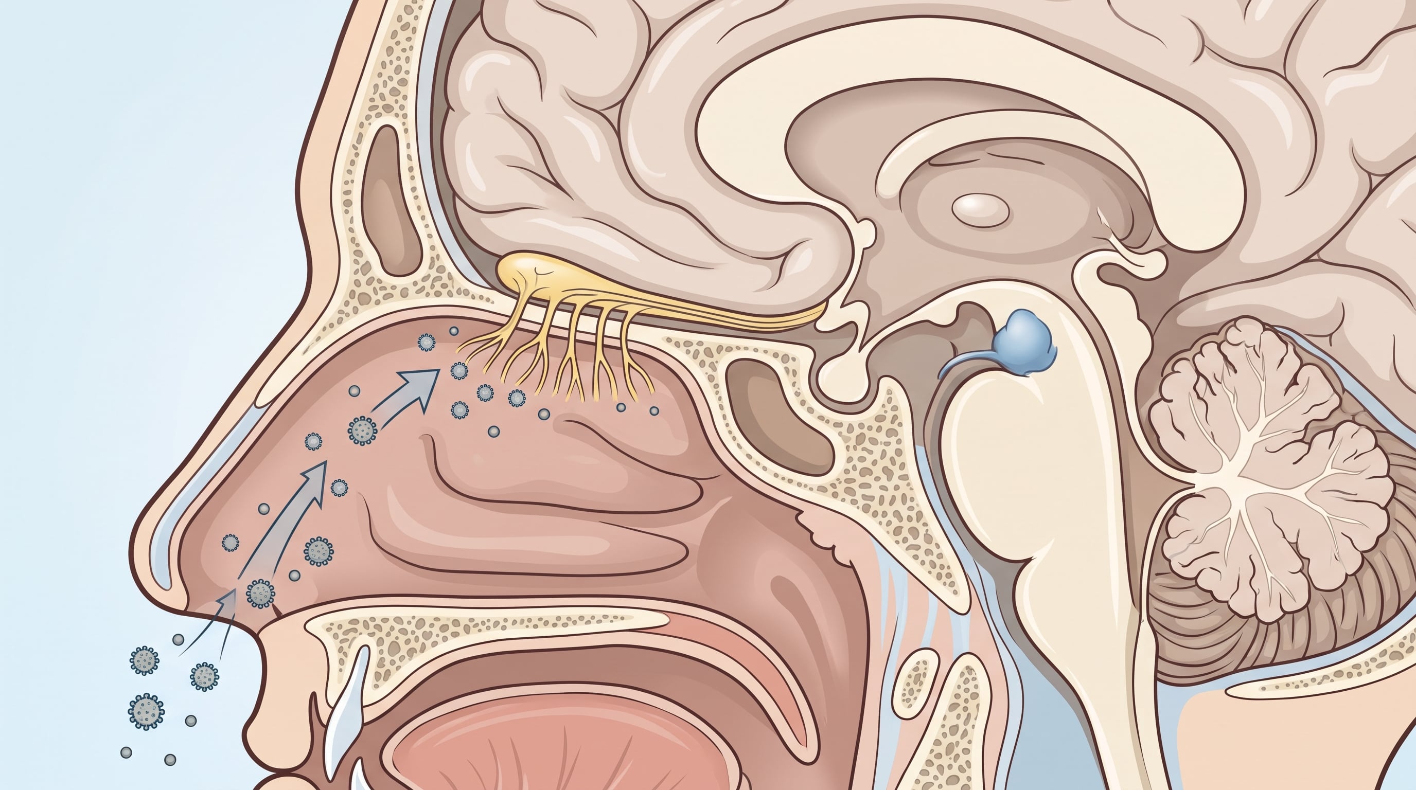 Investigadores detectaron partículas de metales, sílice y plásticos en regiones profundas del cerebro de 11 adultos mayores, aunque todavía se desconocen sus posibles efectos sobre la salud (Imagen Ilustrativa Infobae)