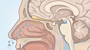 Ilustración anatómica de perfil de la cabeza humana con la cavidad nasal, el encéfalo, el bulbo olfatorio y partículas con flechas.