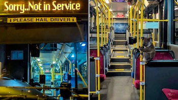 Koala es rescatado dentro de