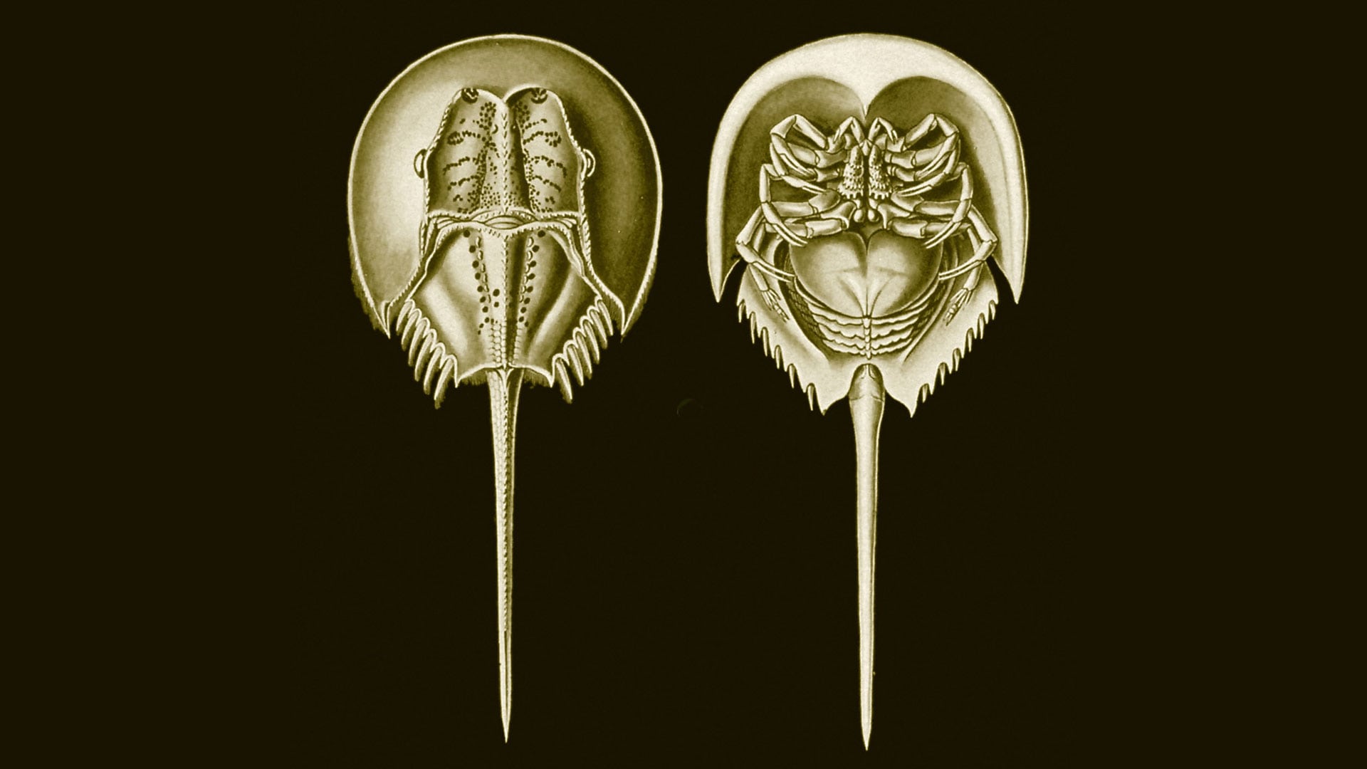 El hallazgo confirmó que el cangrejo herradura, un artrópodo marino con caparazón en forma de herradura, comparte un ancestro antiguo con las arañas y los escorpiones/Archivo Ernst Haeckel