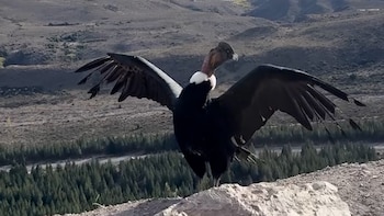 Liberaron en Esquel a un cóndor andino: volvió a su hábitat natural tras pasar varios meses en recuperación