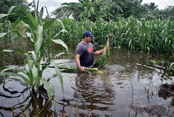 Un campesino revisa su cosecha