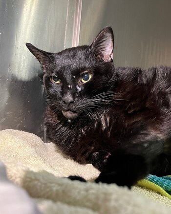 El animal está recibiendo el