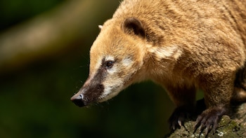 Lo introdujeron como mascota hace años y ahora es una especie invasora que amenaza los ecosistemas y la fauna nativa de España